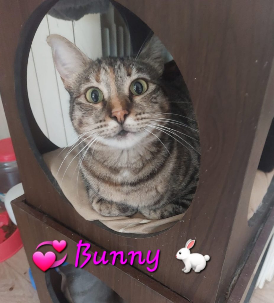 Bunny