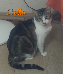 Stella 19-05