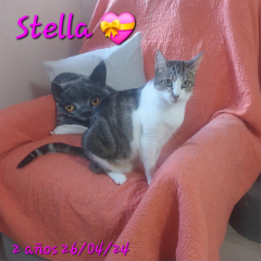 Stella1 19-05