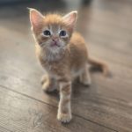 Eowyn, gatita naranja caminando