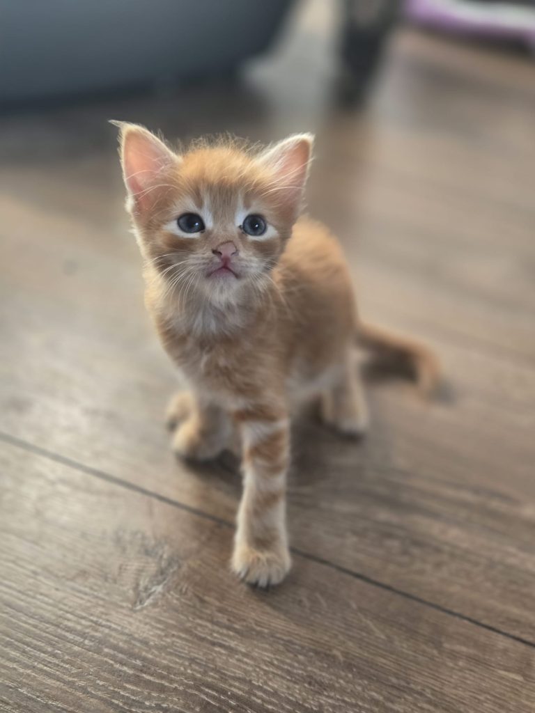 Eowyn, gatita naranja caminando