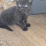 Kong, gatito negro sentado