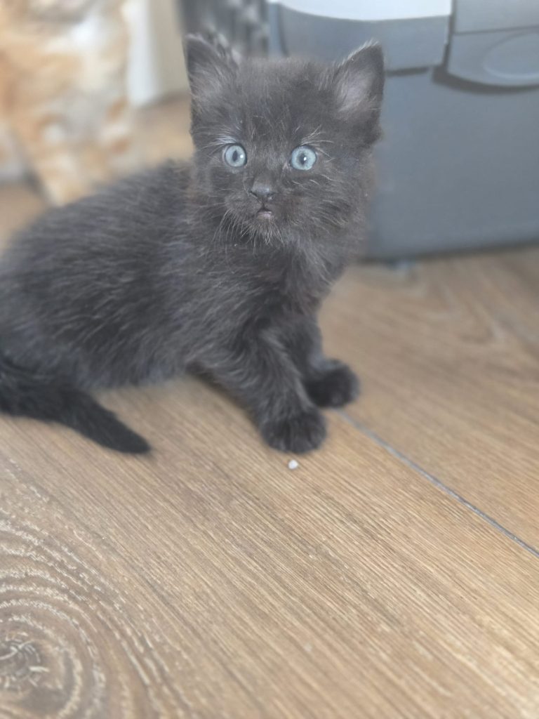 Kong, gatito negro sentado