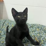 Piko, gato negro sentado