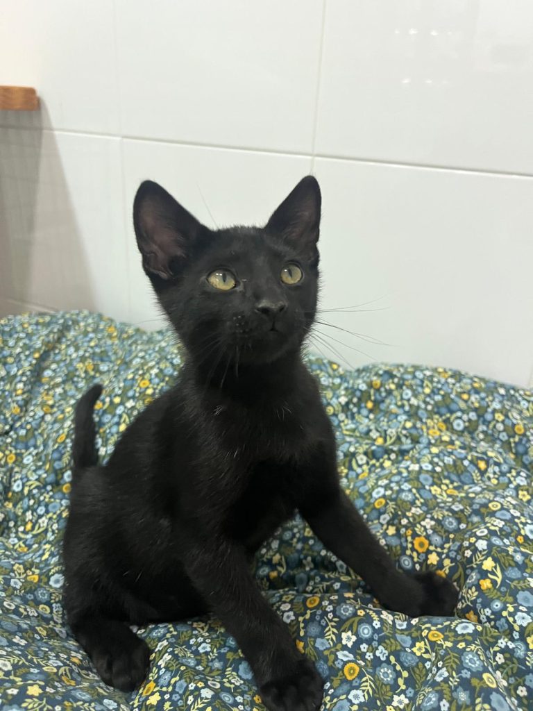 Piko, gato negro sentado