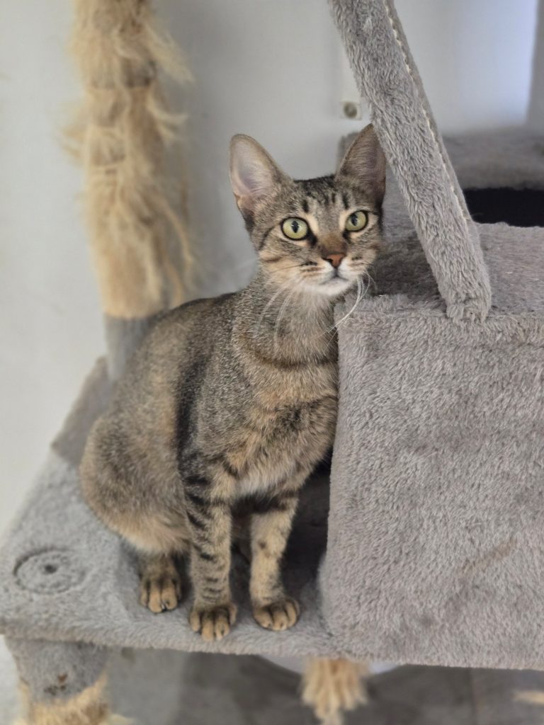 Prim, gata atigrada en un rascador