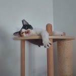 Vega, gata tricolor descansando en un rascador