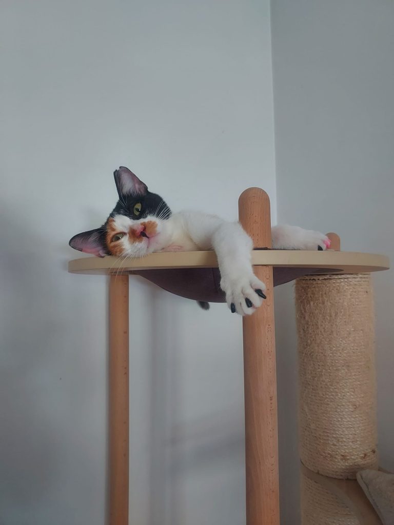 Vega, gata tricolor descansando en un rascador
